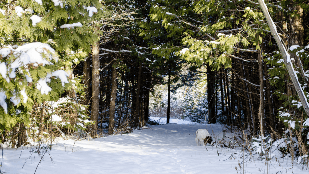 Lindsay, Ontario: A Perfect Blend of Serenity and Community for Retirees