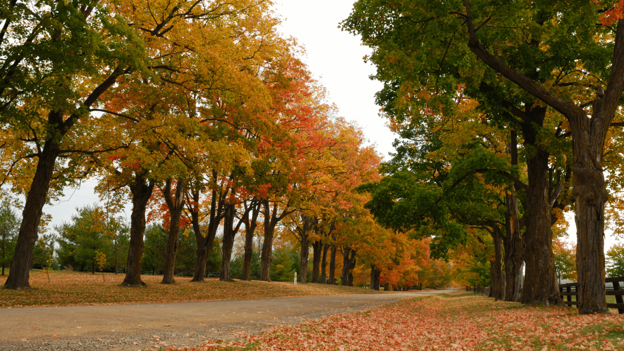 Orangeville: A Charming and Inviting Town for Senior Retirement